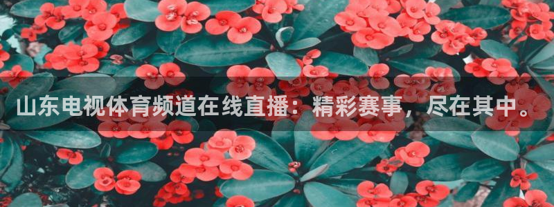 山东电视体育频道在线直播：精彩赛事，尽在其中。